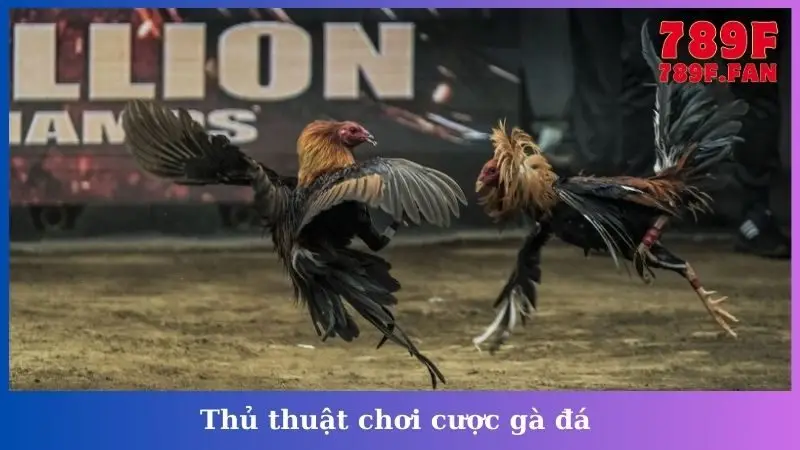 Thủ thuật chơi cược gà đá